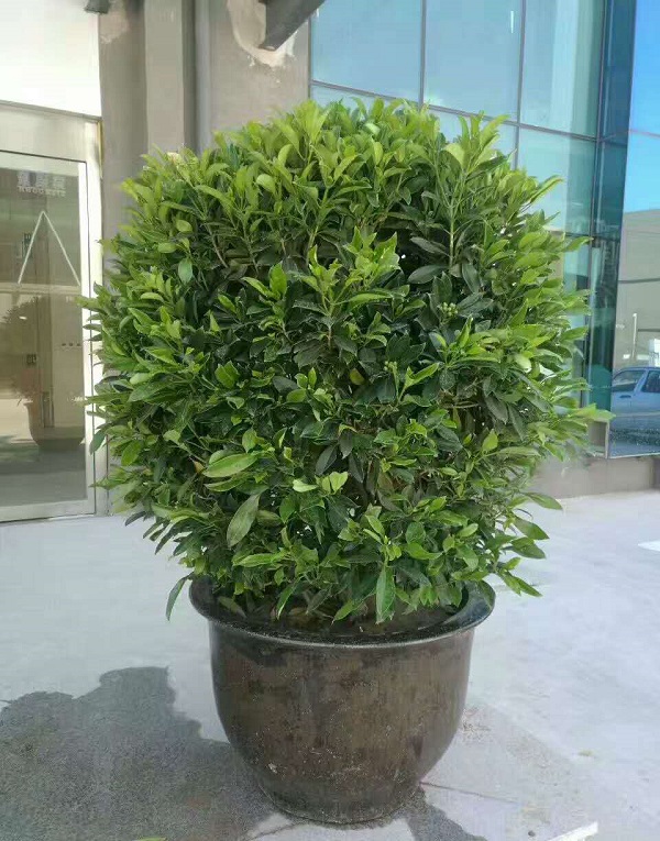 綠植租擺