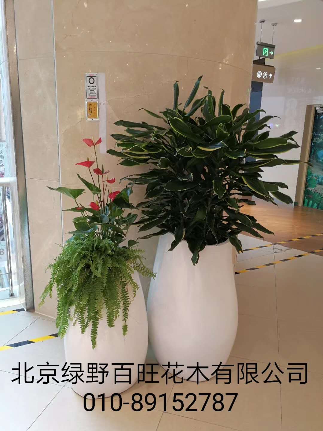 綠植組合